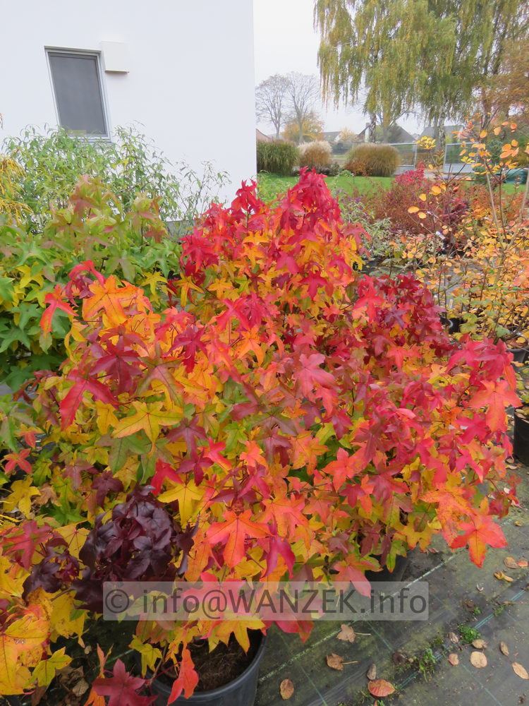 Liquidambar styraciflua Gum Ball Herbst 02.JPG